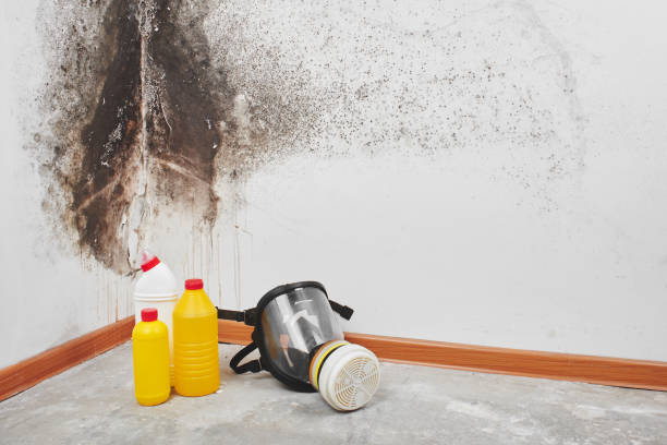 Best Post-Flood Mold Remediation in South Charleston, OH