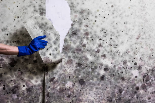 Best Commercial Mold Remediation in South Charleston, OH