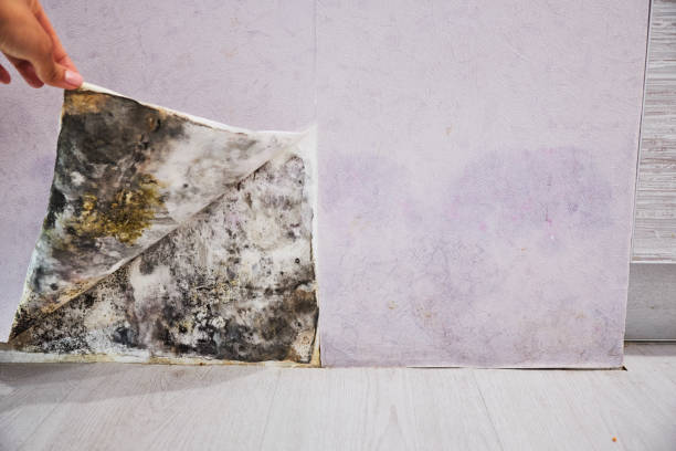 Best Health and Safety Mold Remediation in South Charleston, OH